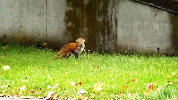 真駒内公園、紅葉