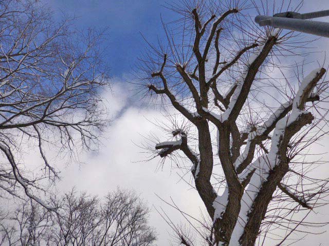 円山公園、雪