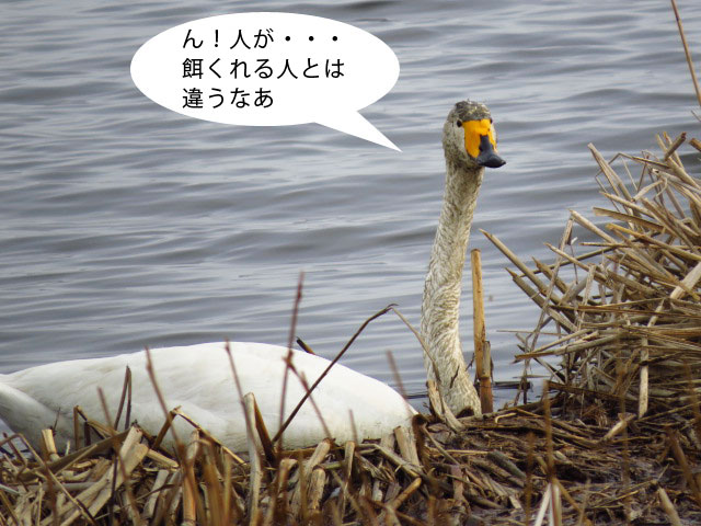 春の野鳥