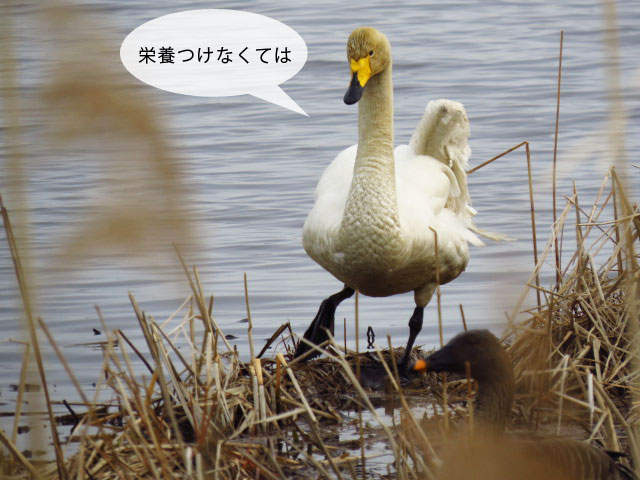 春の野鳥