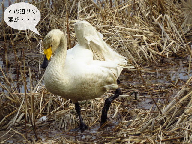 春の野鳥