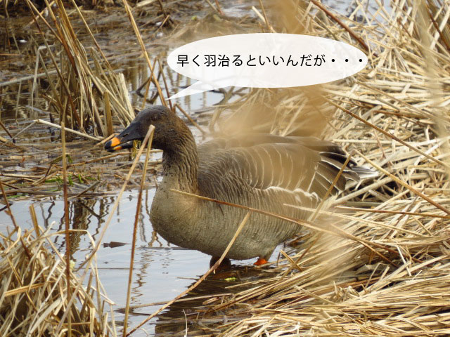 春の野鳥