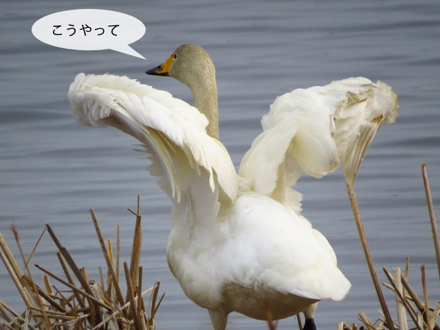 春の野鳥