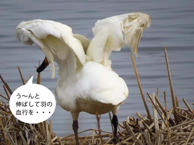 春の野鳥