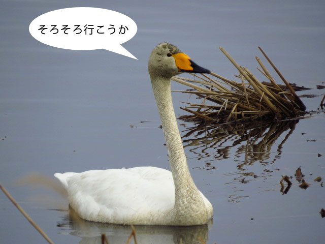 春の野鳥