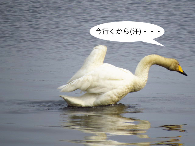 春の野鳥