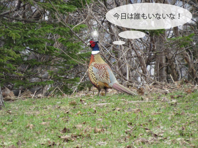 春の野鳥