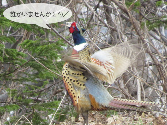 春の野鳥