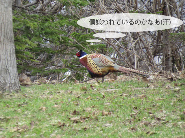 春の野鳥