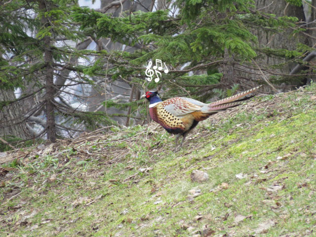 春の野鳥