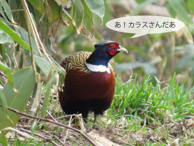 春の野鳥