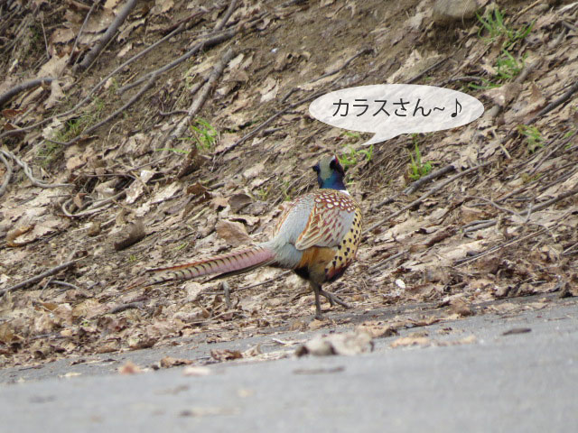 春の野鳥