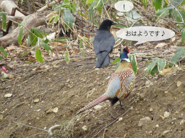 春の野鳥