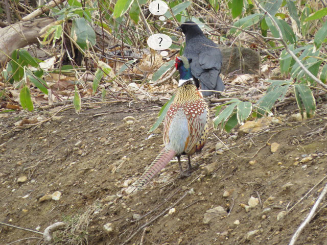 春の野鳥