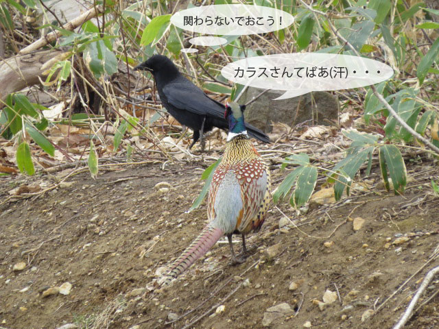 春の野鳥