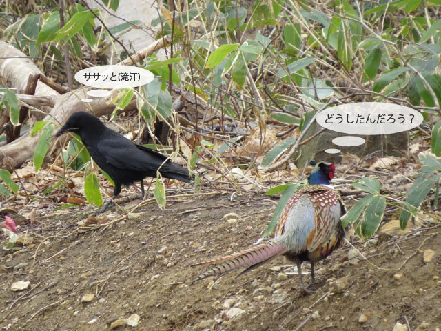 春の野鳥