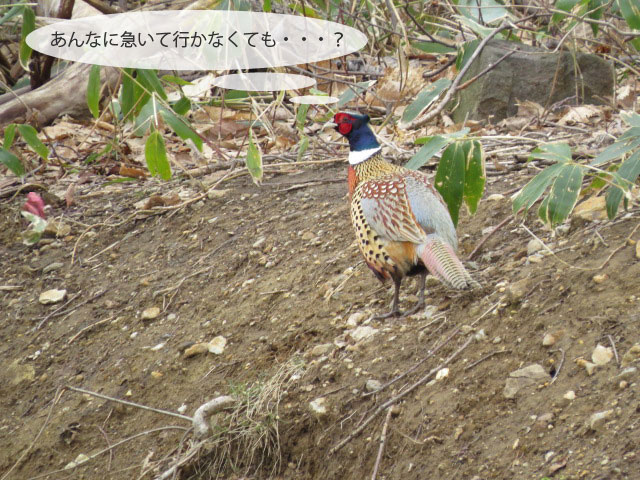 春の野鳥