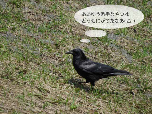 春の野鳥