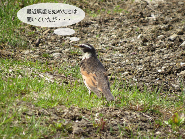 春の野鳥