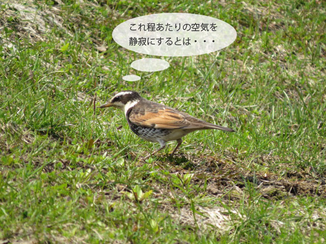 春の野鳥