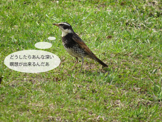 春の野鳥