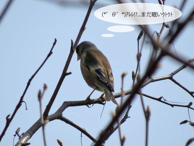 春の野鳥