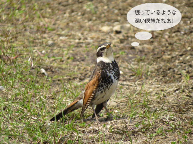 春の野鳥