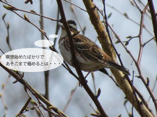 春の野鳥