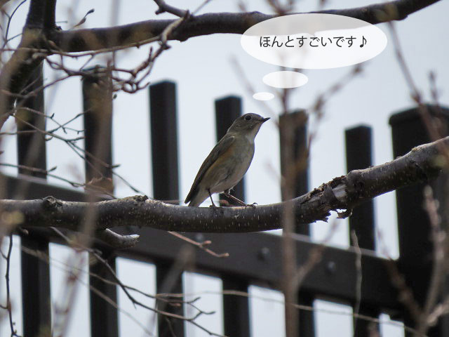 春の野鳥