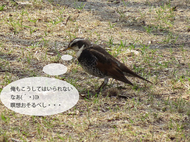 春の野鳥