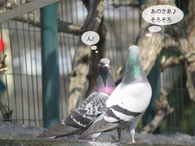 春の野鳥