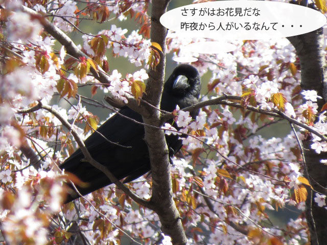 春の野鳥