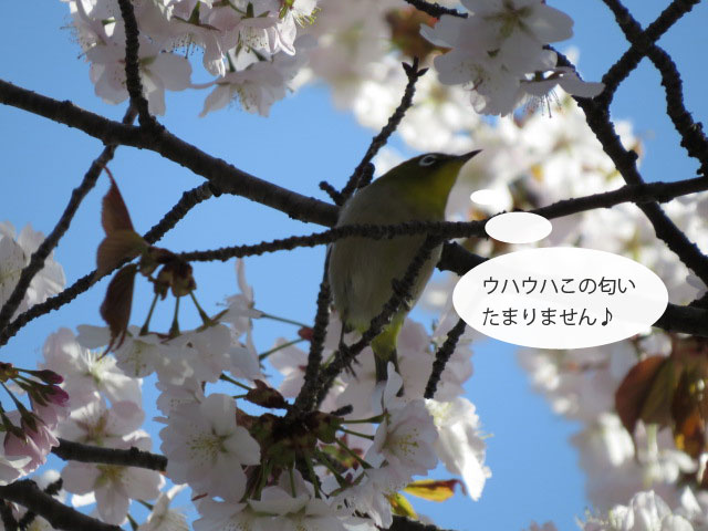 春の野鳥