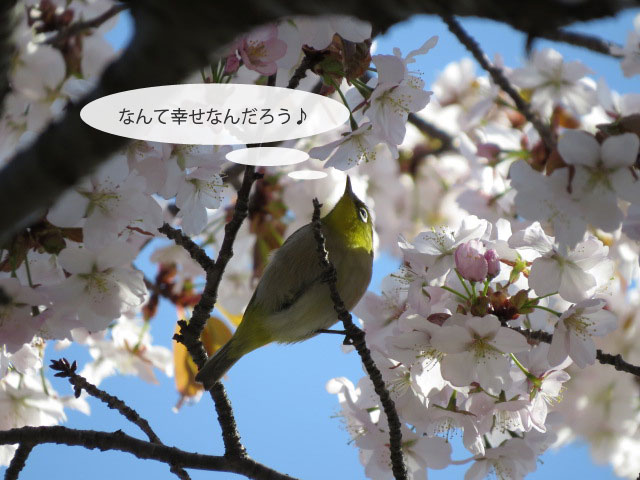 春の野鳥