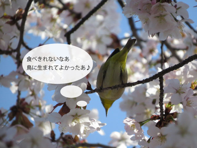 春の野鳥