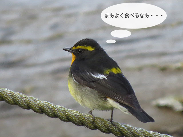 春の野鳥