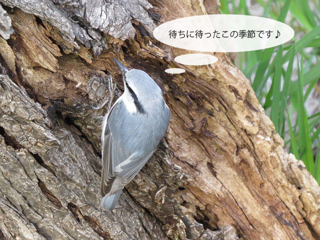 春の野鳥