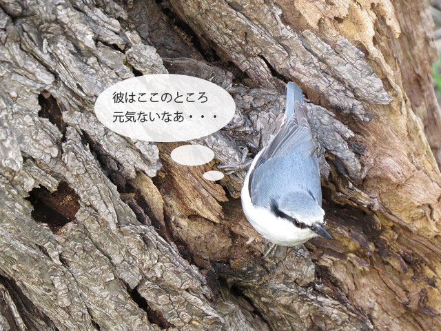 春の野鳥