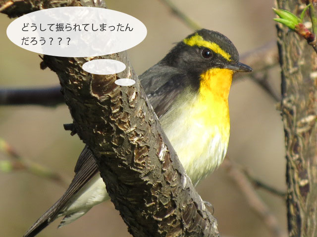 春の野鳥