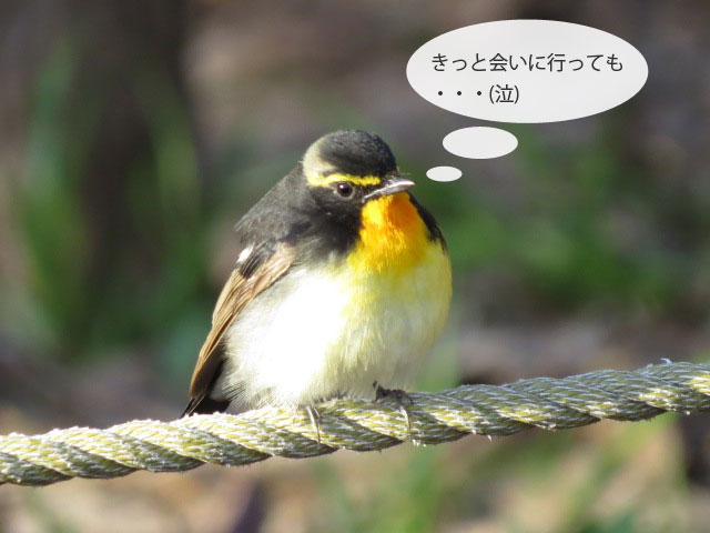 春の野鳥