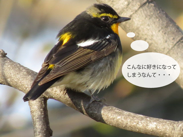 春の野鳥