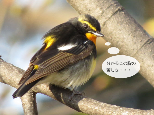 春の野鳥