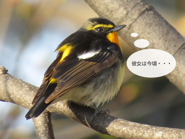 春の野鳥