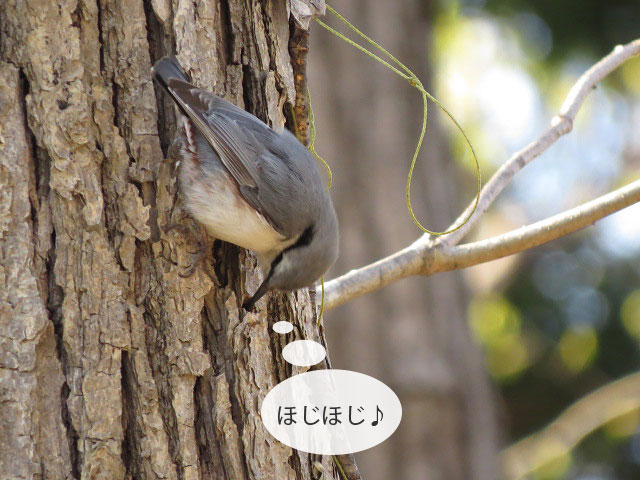 春の野鳥