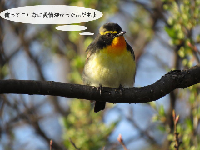 春の野鳥