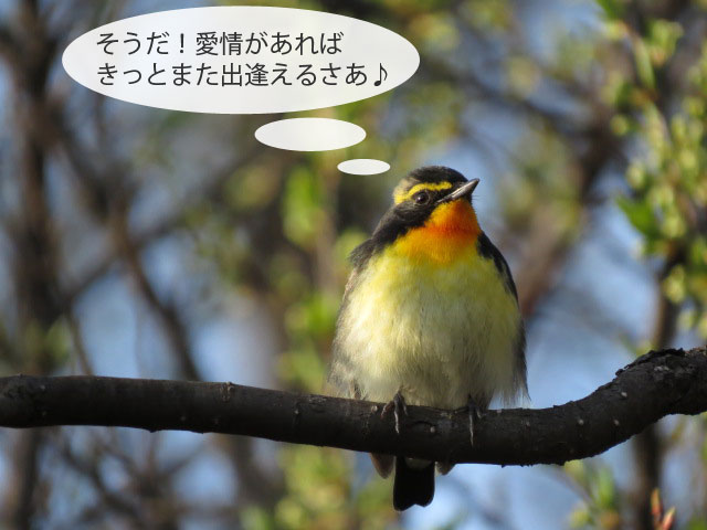 春の野鳥