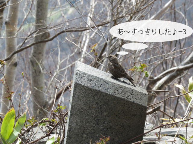 春の野鳥