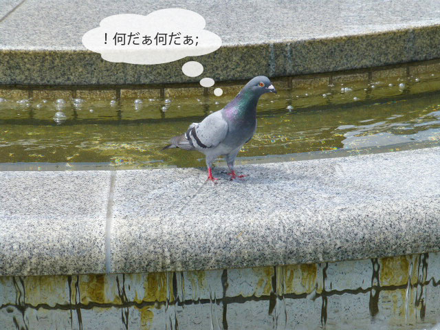 春の野鳥