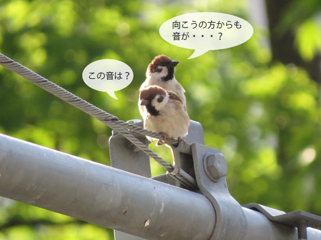 春の野鳥