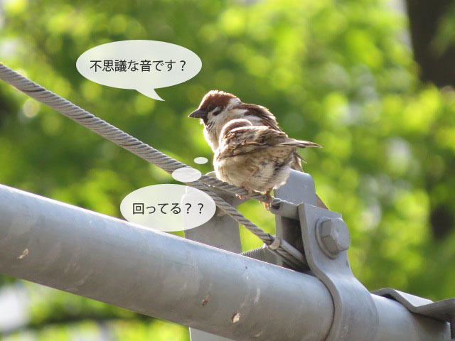 春の野鳥